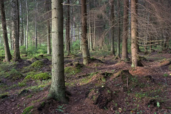 Läskig skog. — Stockfoto