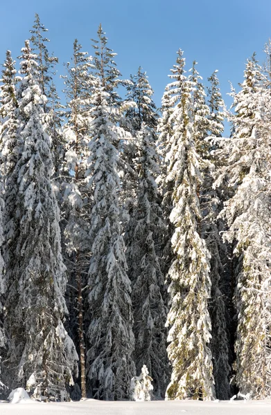 Tallar i snö — Stockfoto