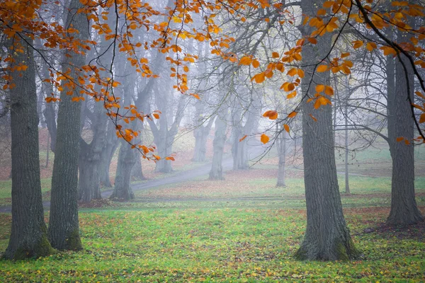 Árvores de cal na névoa — Fotografia de Stock