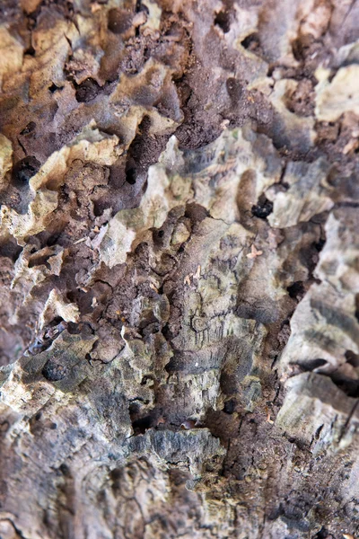 死んだ木の樹皮 — ストック写真