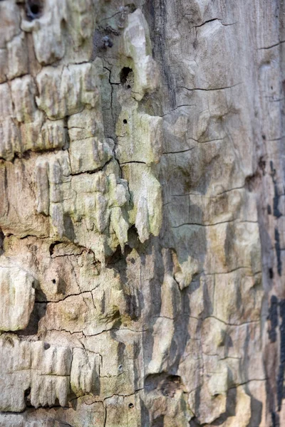 Кора мертвого дерева — стокове фото