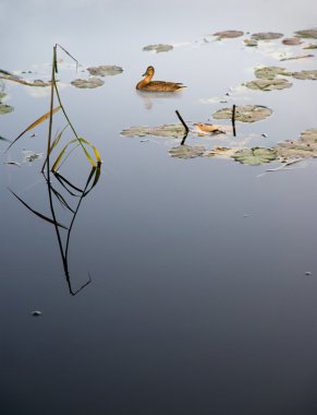 Duck in lake clipart