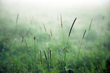 Grass in mist