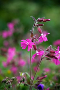 Red campion clipart