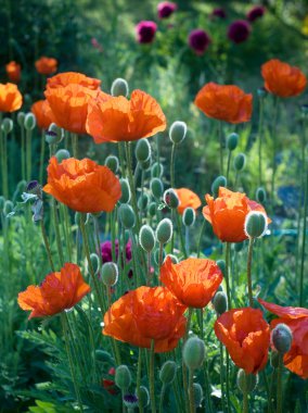 Red poppies clipart