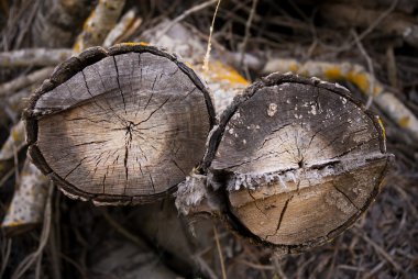 Cut logs clipart