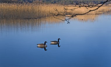 Canada geese clipart