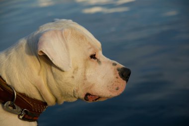 Dogo argentino