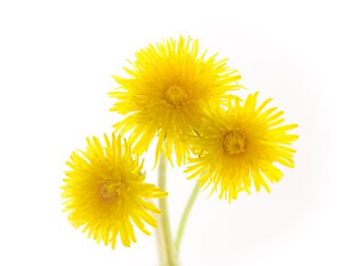 Üç dandelions üzerinde beyaz izole