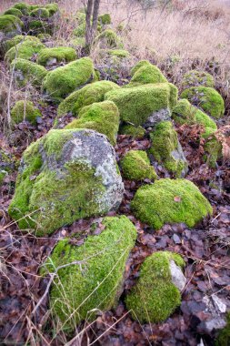 Moss on rocks clipart