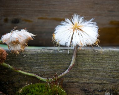 Coltsfoot clipart