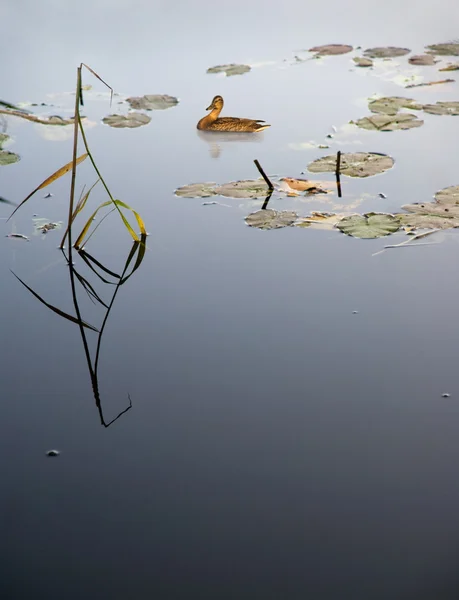 Anka i sjön — Stockfoto