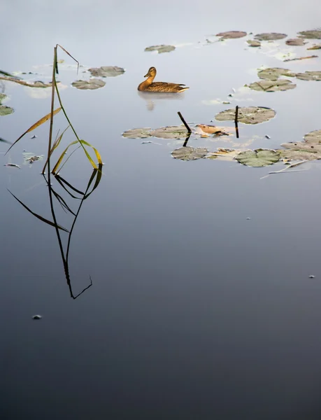 Eend in lake — Stockfoto