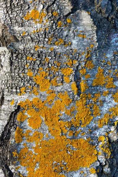 Желтые грибы — стоковое фото