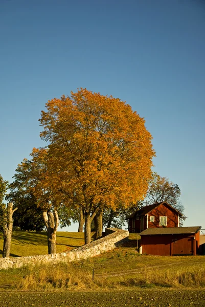 Осенняя сцена — стоковое фото