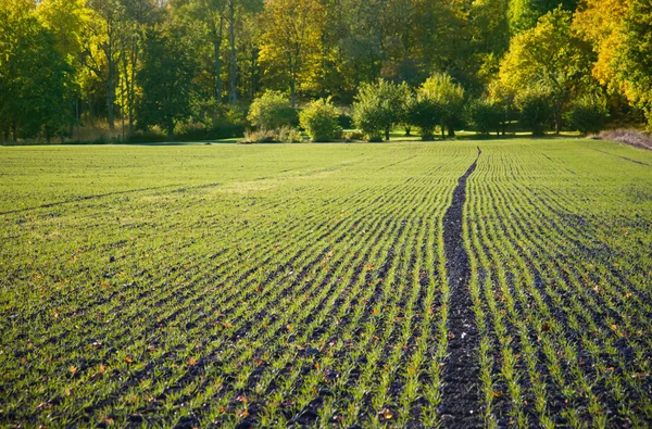 Field in autumn — Stock Photo, Image