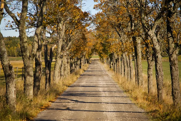 Avenue in autunno — Foto Stock