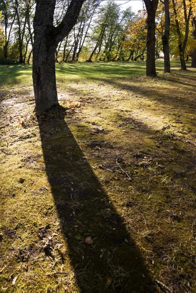 Shadow of a tree — Stock Photo, Image