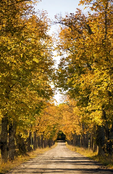 Avenida en el otoño —  Fotos de Stock