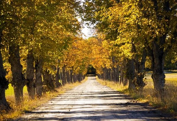 Avenue v podzim — Stock fotografie
