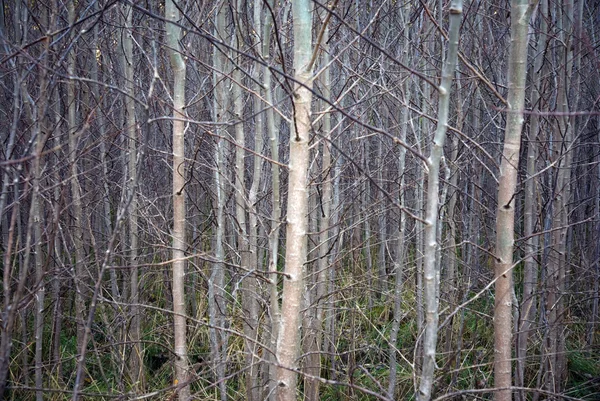 Background of trees — Stock Photo, Image