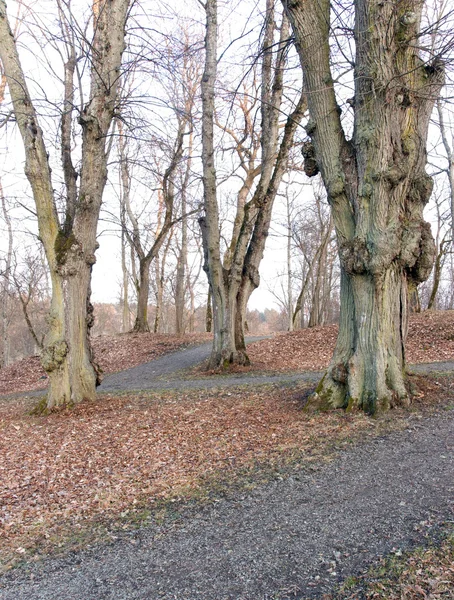 Kahle Bäume — Stockfoto