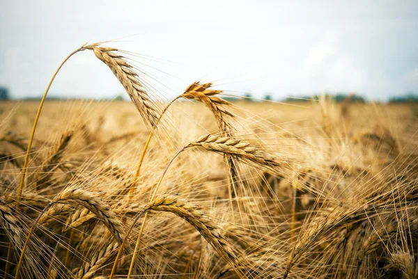 麦のクローズアップ — ストック写真