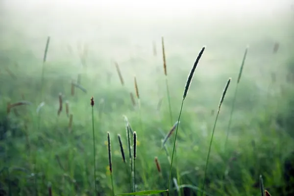 Trawa we mgle — Zdjęcie stockowe