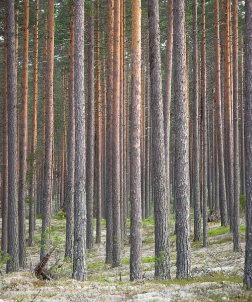 Trädstammar — Stockfoto