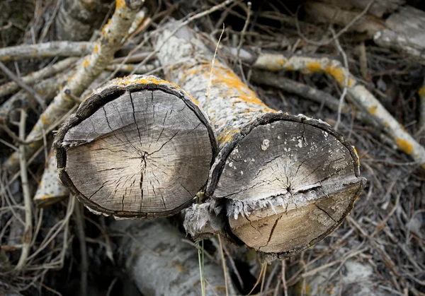 Two logs — Stock Photo, Image