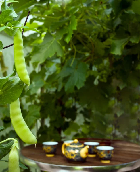 Pea pods and tea served in a greenhouse — Stock Photo, Image