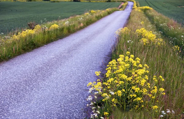 Country road on a summer evening — Stock Photo, Image