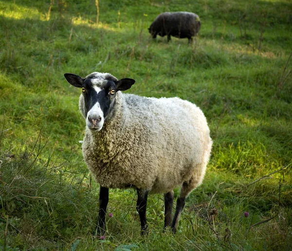 Вівці в полі — стокове фото