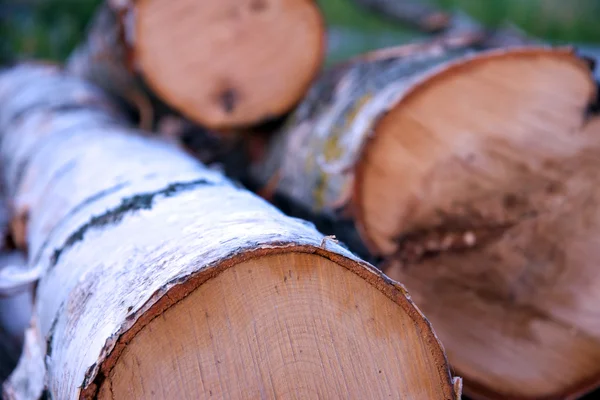 Birch tree log — Stock Photo, Image
