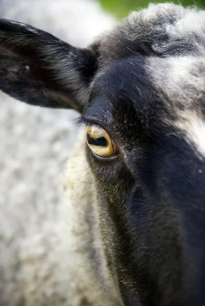 Μάτι του ένα πρόβατο — Φωτογραφία Αρχείου