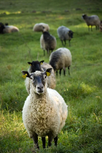 Pecore in un campo — Foto Stock