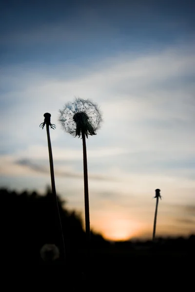 Dandelion at sunset — Stock Photo, Image
