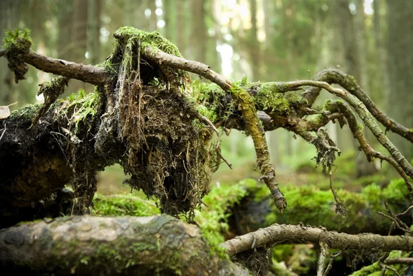 Root of a tree — Stock Photo, Image