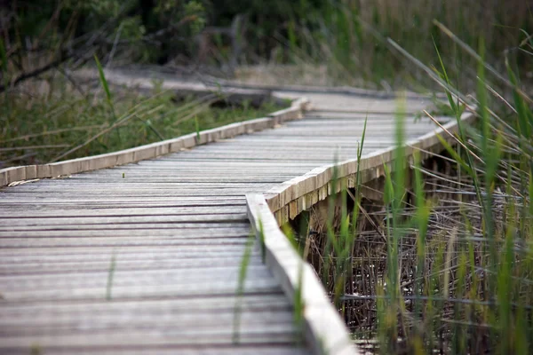 Caminho de madeira sobre uma área de pântano — Fotografia de Stock