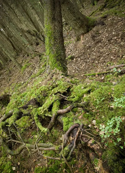 Devrilmiş ağaç — Stok fotoğraf
