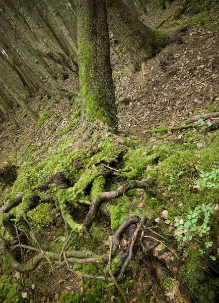 Fallen tree — Stock Photo, Image