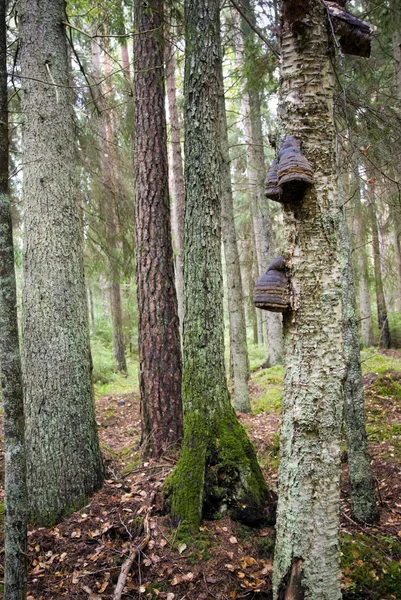 Gammal skog — Stockfoto