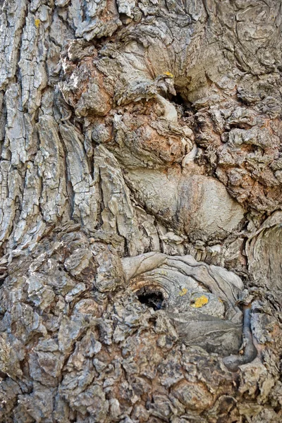Bark of ancient tree — Stock Photo, Image