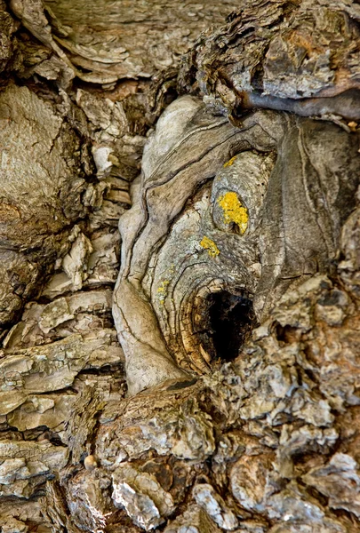 Bark of old tree — Stock Photo, Image