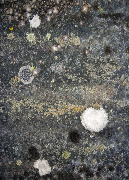 Granite with lichen — Stock Photo, Image