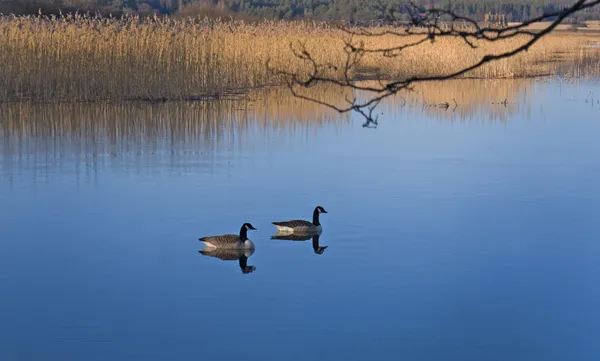 Canada geese — Stock Photo, Image