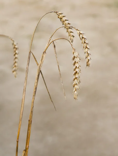 Close up of wheat — Stock Photo, Image