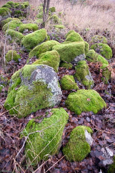 Moss di atas batu — Stok Foto