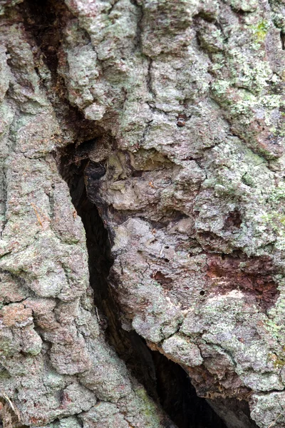 Crack in bark — Stock Photo, Image