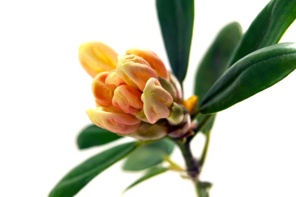 Gele rododendron — Stockfoto